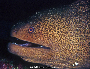 Portrait of a Giant Moray eel  Lycodontis javanicus by Alberto Romeo 